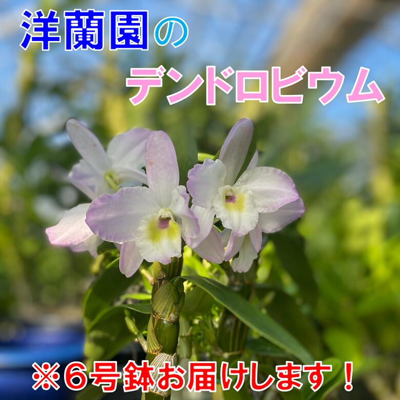【ふるさと納税】お花 フラワー 花 デンドロビウム 洋蘭園 6号鉢 お届け便 山口県 贈り物 ギフト(1261)|山口県長門市