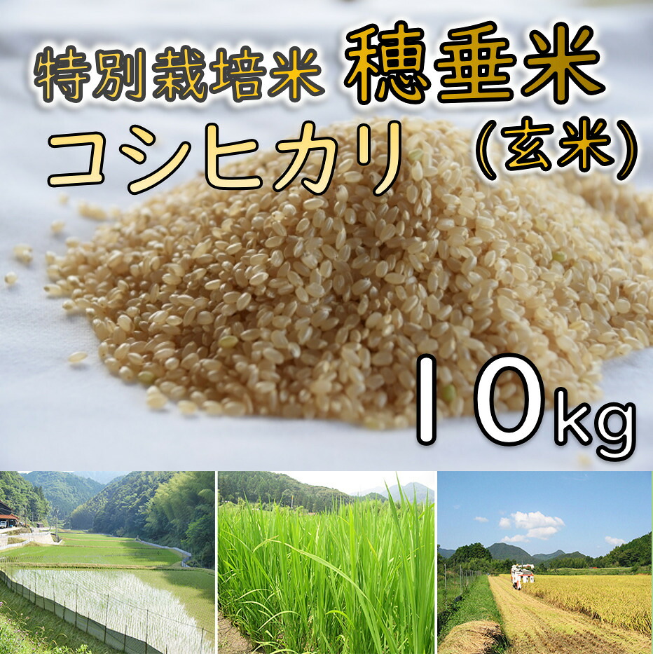 【ふるさと納税】米 玄米 特別栽培米 穂垂米 「コシヒカリ」 10kg (1264)|山口県長門市