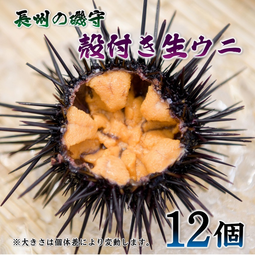 【ふるさと納税】殻付きウニ 12個 生うに 雲丹 長門市 ムラサキウニ (1364)