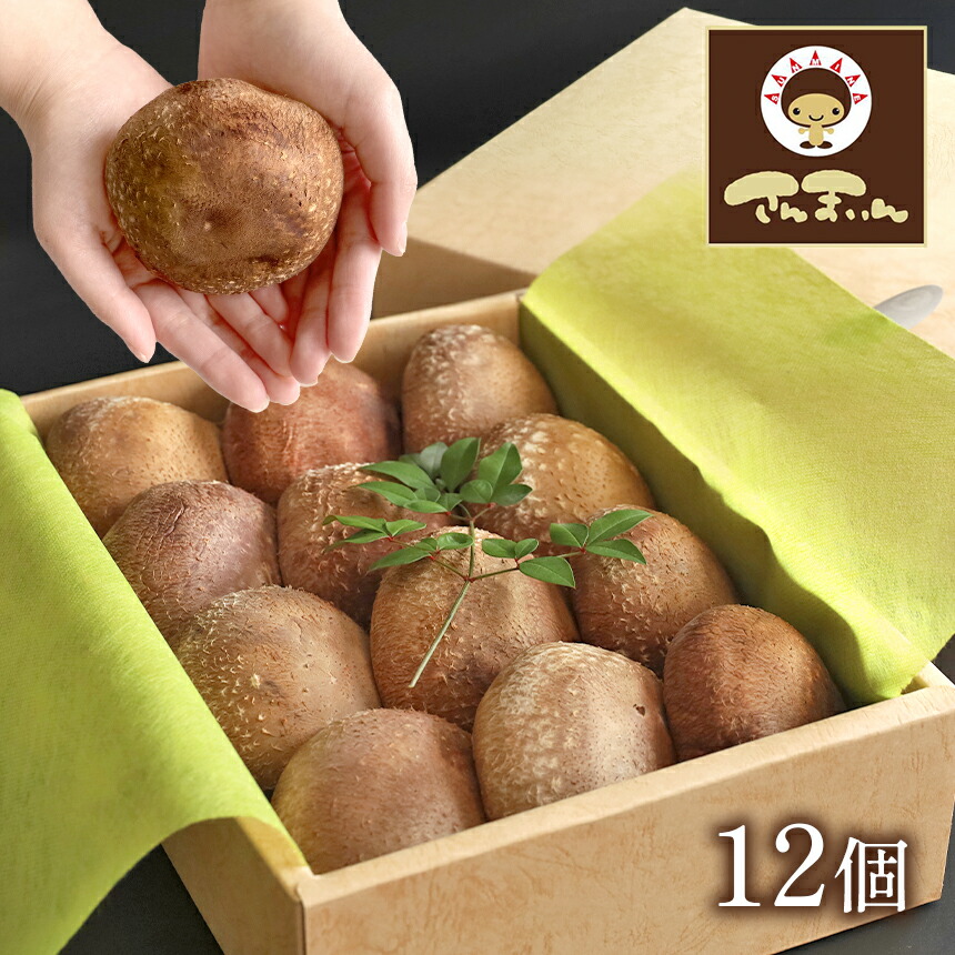 【ふるさと納税】 菌床椎茸 美峰の恵み さんまいん (12個) ｜ 椎茸 しいたけ 菌床 きのこ さんまいん 肉厚 山口 美祢市 美祢  特産品 秋吉台
