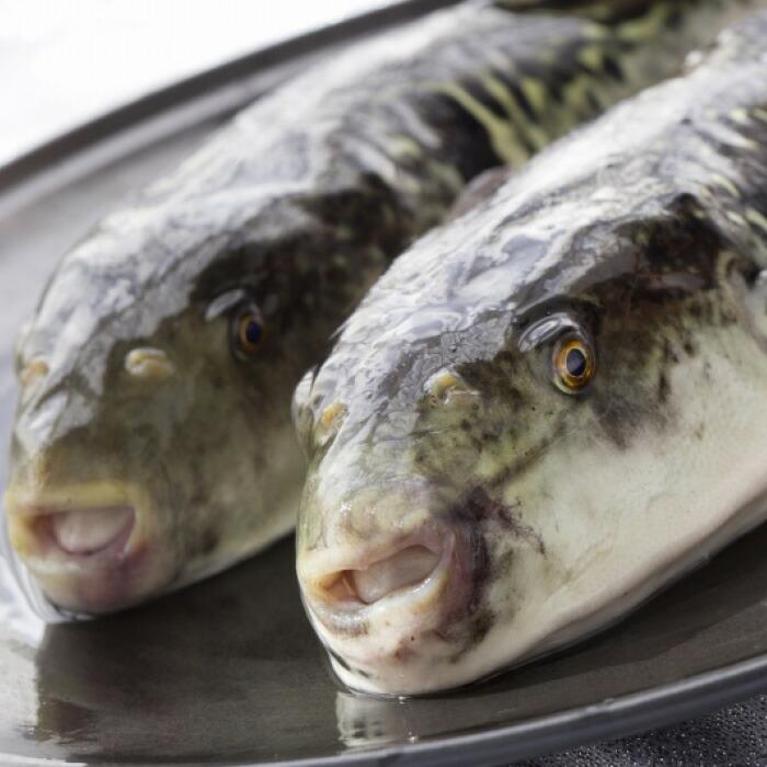 購入 とらふぐちり鍋セット 約2人前 munozmarchesi.ar