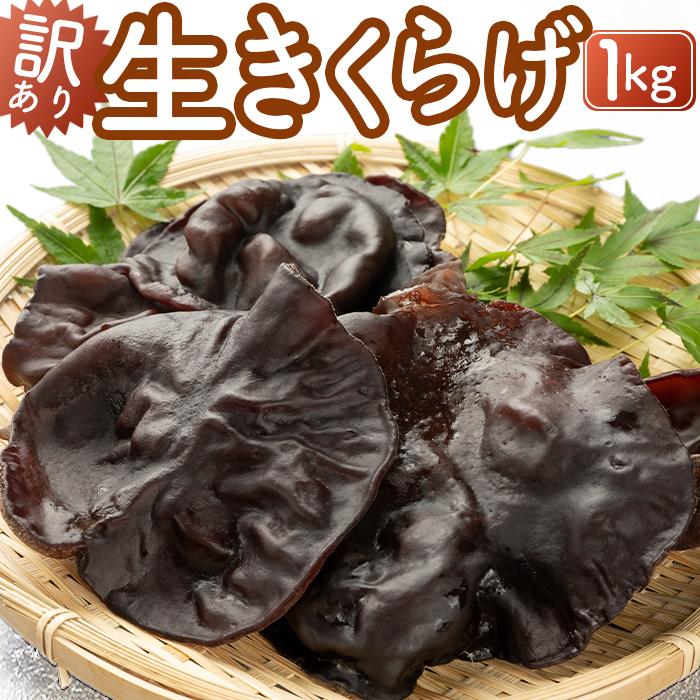【ふるさと納税】（訳あり）生きくらげ１kg | 野菜 やさい きのこ きくらげ 食品 人気 おすすめ 送料無料