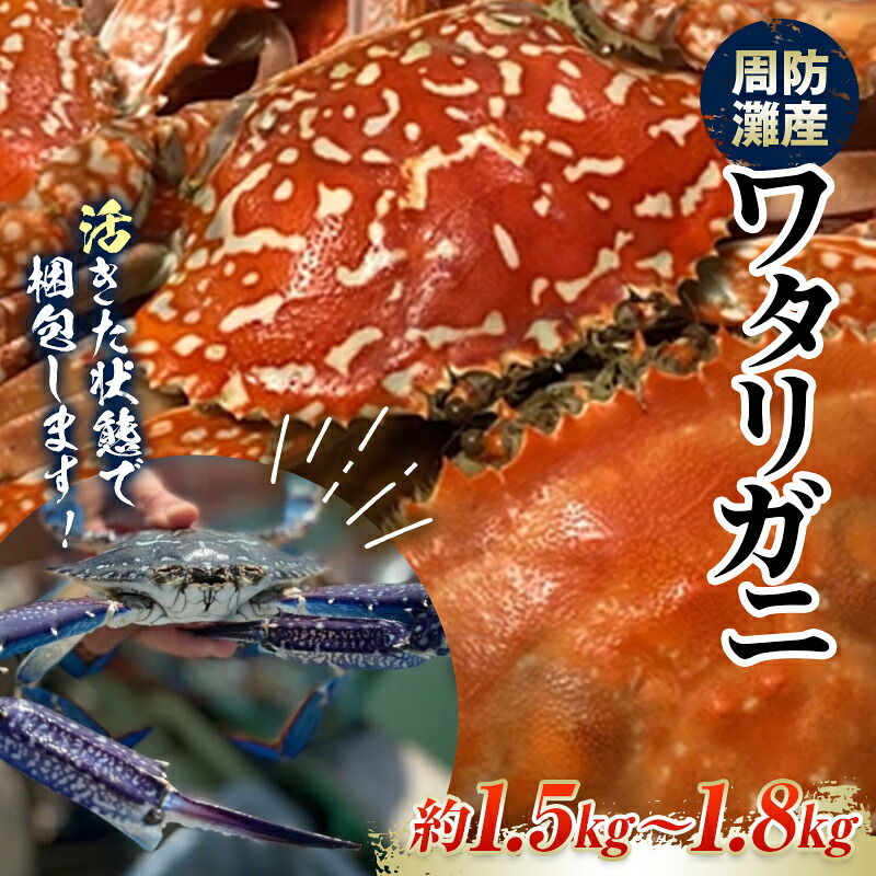 【楽天市場】【ふるさと納税】【期間・数量限定】《時間指定不可》 活きたまま発送!周防灘産ワタリガニ(大) 約1.5kg〜1.8kg F6L-1458:山口県山陽小野田市