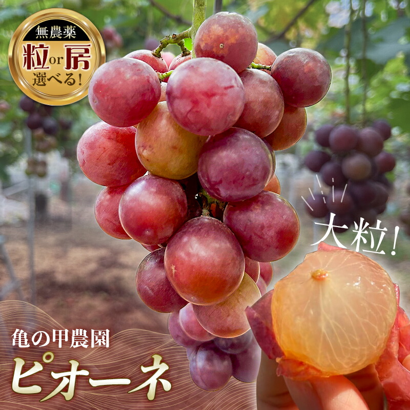 【ふるさと納税】容量が選べる 先行予約 8月下旬以降順次発送【農薬・化学肥料不使用】高級ぶどう 2房 3房 9粒 無選別 フルーツ ぶどう 葡萄 ブドウ ピオーネ 有機 無農薬 山口県 山陽小野田市 ふるさと納税 F6L-1077var