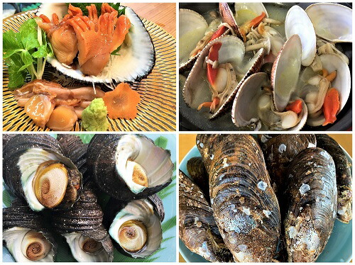 ふるさと納税 自宅de貝づくし 赤貝 ヒメ貝 べっぴんさざえ 瀬戸貝 周防大島の冬期の貝 種詰め合わせ 先行受付開始 22年1月日以降のお届け Barelandia Com Br