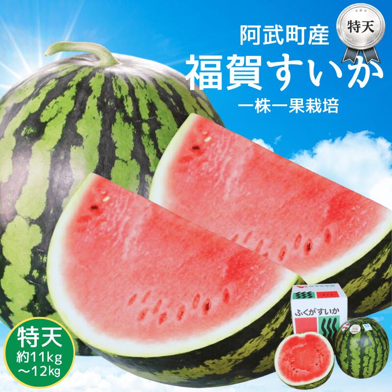 【ふるさと納税】すいか 福賀すいか 特天 約11～12kg 山口県阿武町産 1株1玉栽培 超大玉 高糖度 【2026年7月上旬～8月中旬順次発送】｜山口県阿武町
