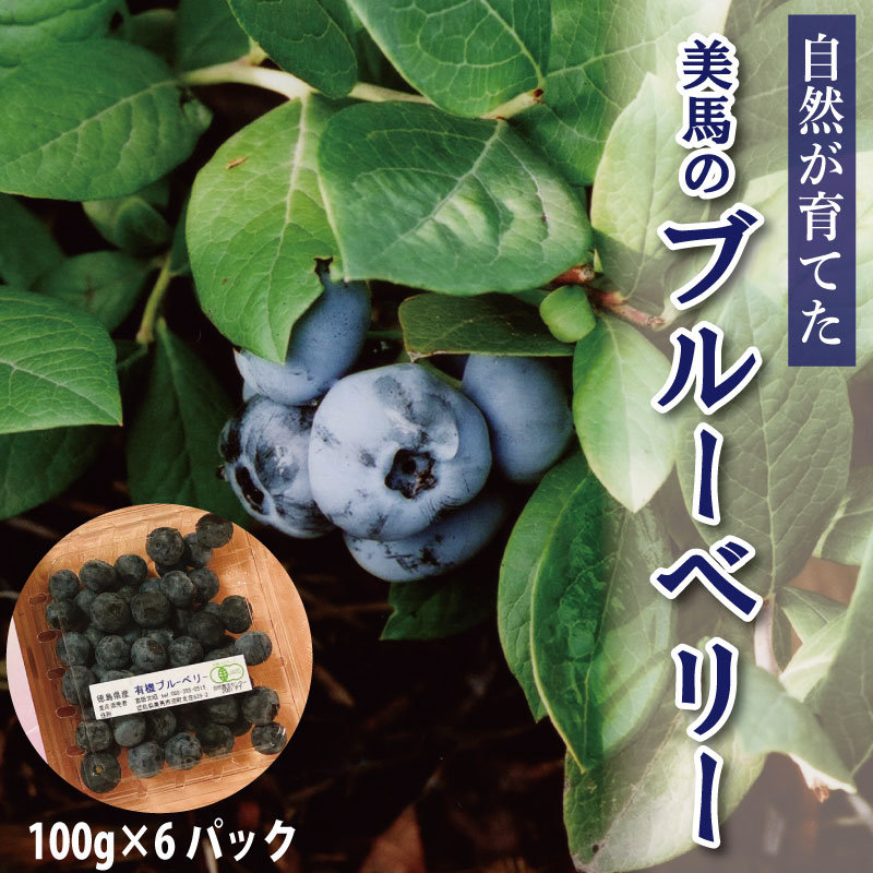【ふるさと納税】 ブルーベリー 大粒 600g 100g × 6パック 6月から7月末まで発送 果物 フルーツ デザート 旬 新鮮 季節 夏 人気 ケーキ おすすめ ギフト プレゼント 贈答 贈り物 家庭用 期間限定 送料無料 美馬 徳島