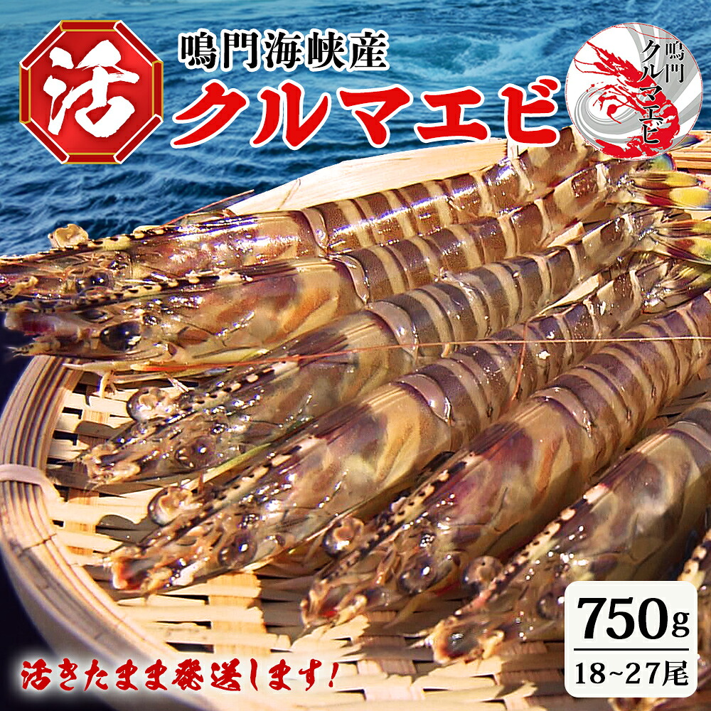 【ふるさと納税】鳴門 活き クルマエビ 750g(18~27尾)国産 くるまえび 車海老 車えび 刺身|徳島県鳴門市