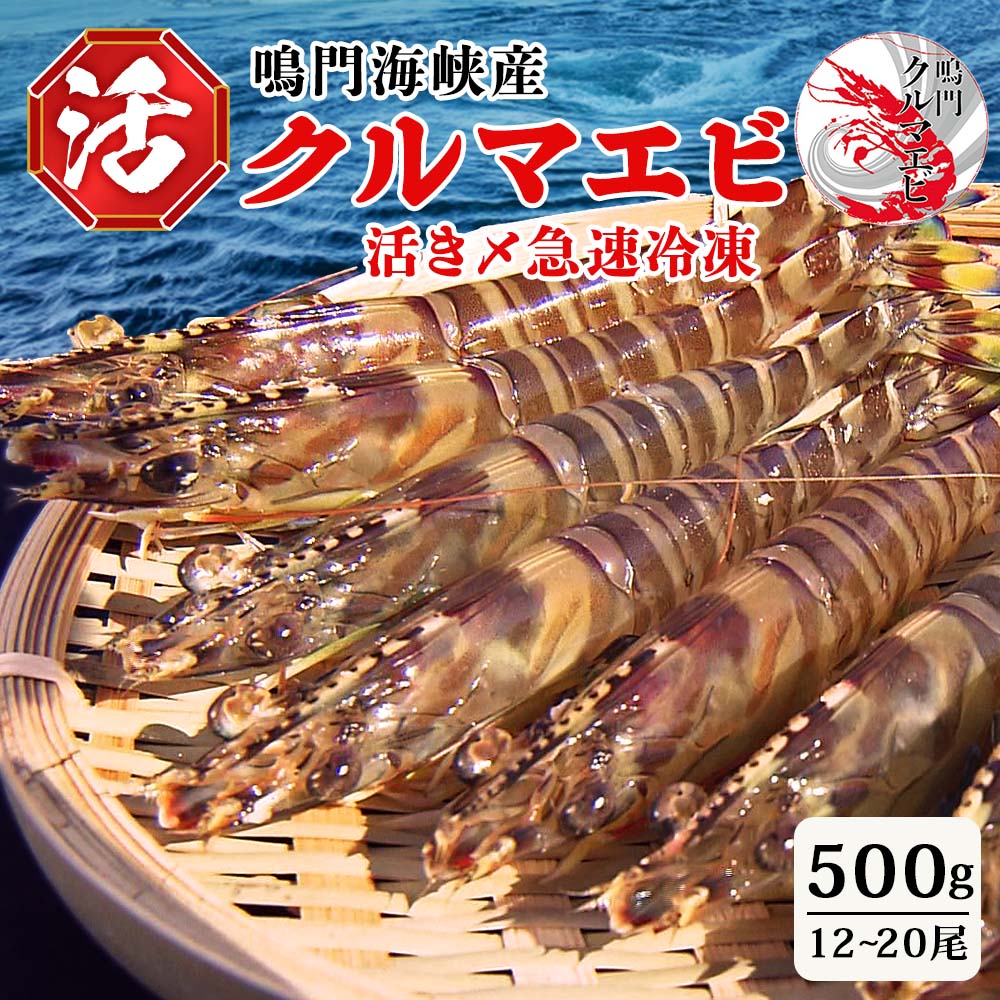 【ふるさと納税】活〆 急速冷凍 クルマエビ 500g 12~20尾 国産 車海老 車えび 活き締め 刺身 フライ 徳島 送料無料 別送 ギフト 海鮮 魚介 直送|徳島県鳴門市