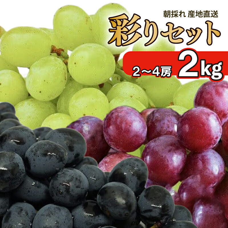 【ふるさと納税】 ぶどう 詰め合わせ 2kg 2から4房 彩りセット 紫玉 ハニービーナス ピオーネ 雄宝 ベリーA クインニーナ 果物 フルーツ 新鮮 旬 季節 夏 秋 デザート 期間限定 ギフト プレゼント 贈答 国産 送料無料 2026年 8月中旬発送予定 吉野川市 徳島県