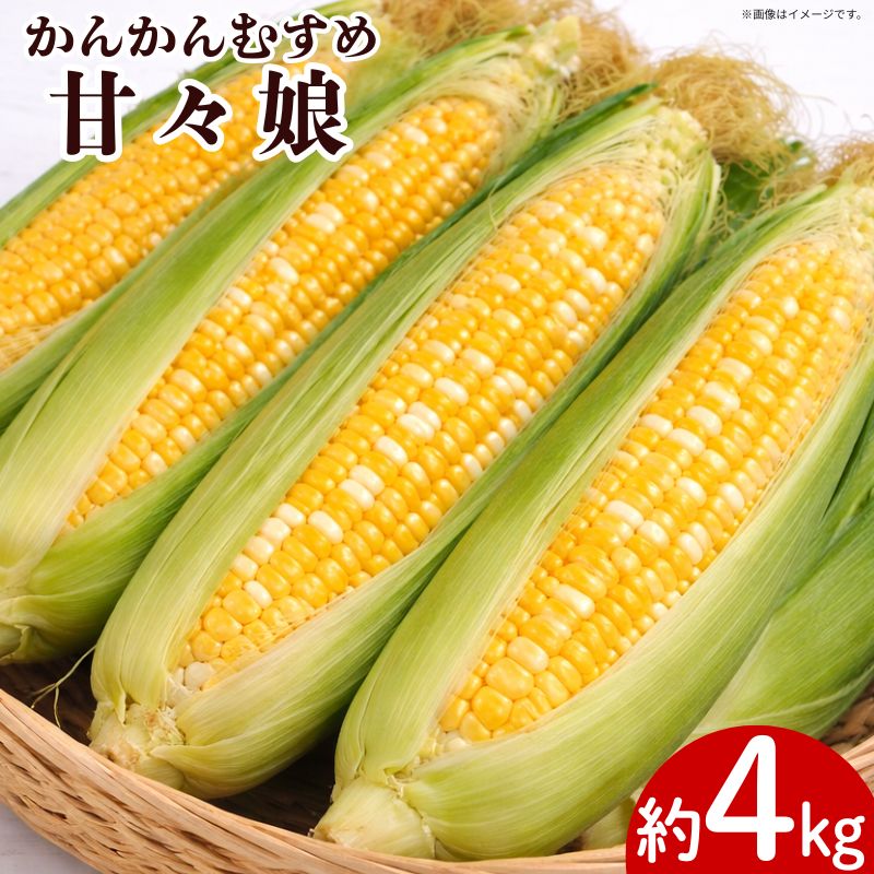 【ふるさと納税】 とうもろこし 甘々娘 約4kg Lサイズ 12本～16本 《 2026年6月発送 》 スイートコーン かんかん娘 冷蔵 コーン 野菜 やさい 新鮮 サラダ 天ぷら スープ かんかんむすめ カンカン娘 BBQ 焼き肉 アウトドア キャンプ 特産品 産地直送 徳島県 吉野川市 7,700円