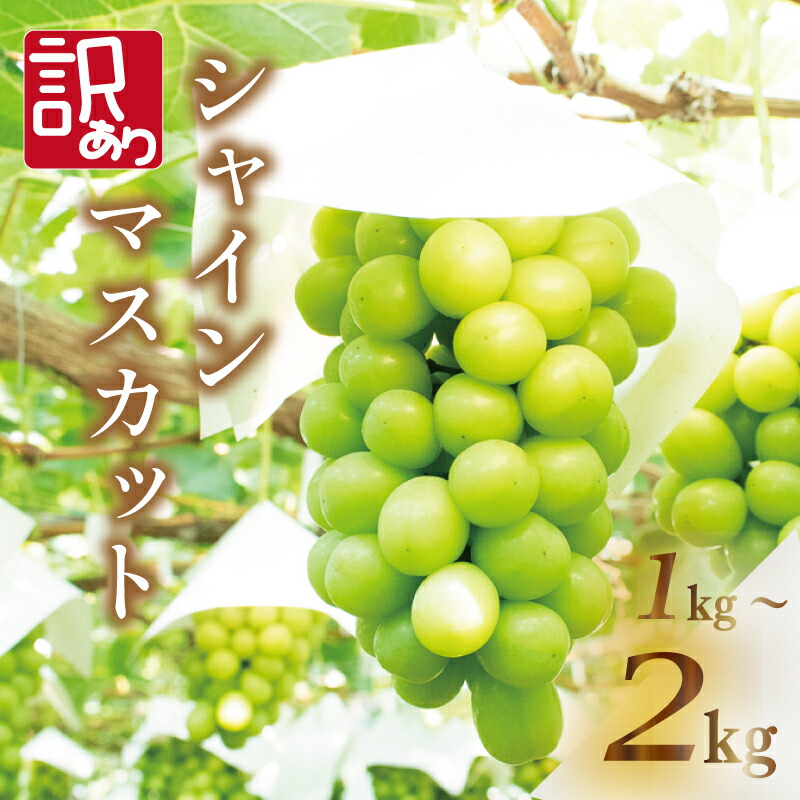 【ふるさと納税】 訳あり シャインマスカット 選べる容量 約1kg 約1.5kg 約2kg ＜ 2025年8月上旬～9月下旬頃発送 ＞ ぶどう 葡萄 マスカット フルーツ 果物 ゼリー ジュース アイス デザート スイーツ ケーキ グルメ 人気 おすすめ 甘い 送料無料 三木ぶどう園 徳島県 阿波市
