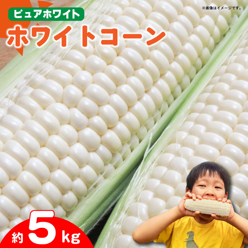 【ふるさと納税】 とうもろこし ホワイトコーン スイートコーン 約5kg  《2025年7月～発送》 野菜 ピュアホワイト 白い 甘い 夏野菜 高糖度 朝採れ 農家直送 生産者直送 新鮮 コーン サラダ ギフト 贈り物 お取り寄せ ご当地 特産物 徳島県 阿波市 四国