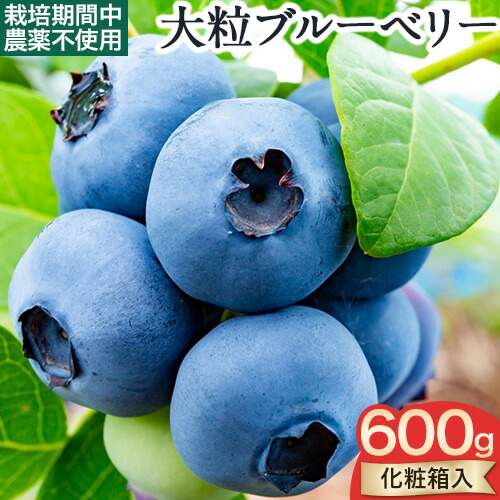 【ふるさと納税】＜ 先行予約 ＞ 美馬の 大粒 ブルーベリー （ 計600g ）＜ とくしま特選ブランド ＞《2025年6月上旬‐2025年8月末より出荷》|  ブルーベリー 大粒 国産 果物 果実 フルーツ 手摘み ベリー 新鮮 化粧箱入り ギフト 青果物 徳島県 美馬市