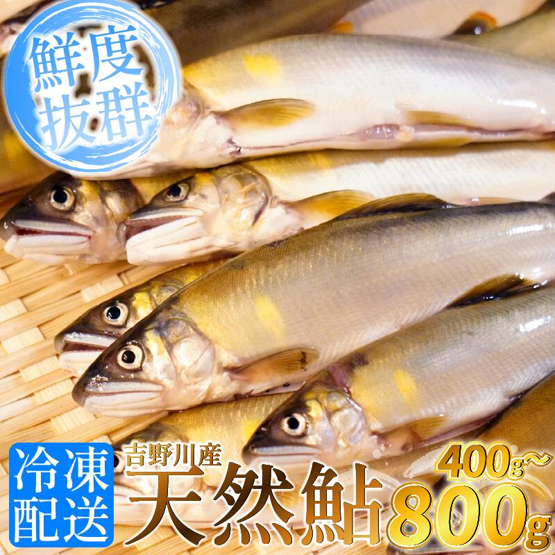 【ふるさと納税】先行予約 2026年8月～ 鮎 天然 あゆ 400g 800g 吉野川産 吉野川 清流 釣り鮎 釣り アユ 魚 魚介 川魚 塩焼き アウトドア バーベキュー BBQ キャンプ 国産 酒 ビール おつまみ 弁当 惣菜 おかず 冷凍 徳島県 三好市 みよし miyoshi