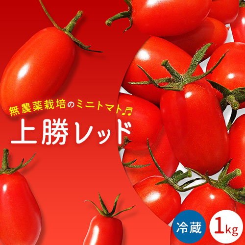 【ふるさと納税】＜ 先行予約 ＞ ミニトマト 上勝レッド 栽培期間中農薬不使用 1kg NARUMIFARM《2025年8月上旬～11月中旬出荷(土日祝除く)》｜ 野菜 トマト とまと ミニトマト プチトマト 栽培期間中農薬不使用 上勝町 NARUMIFARM 徳島県 冷蔵便 クール便 新鮮 有機 送料無料