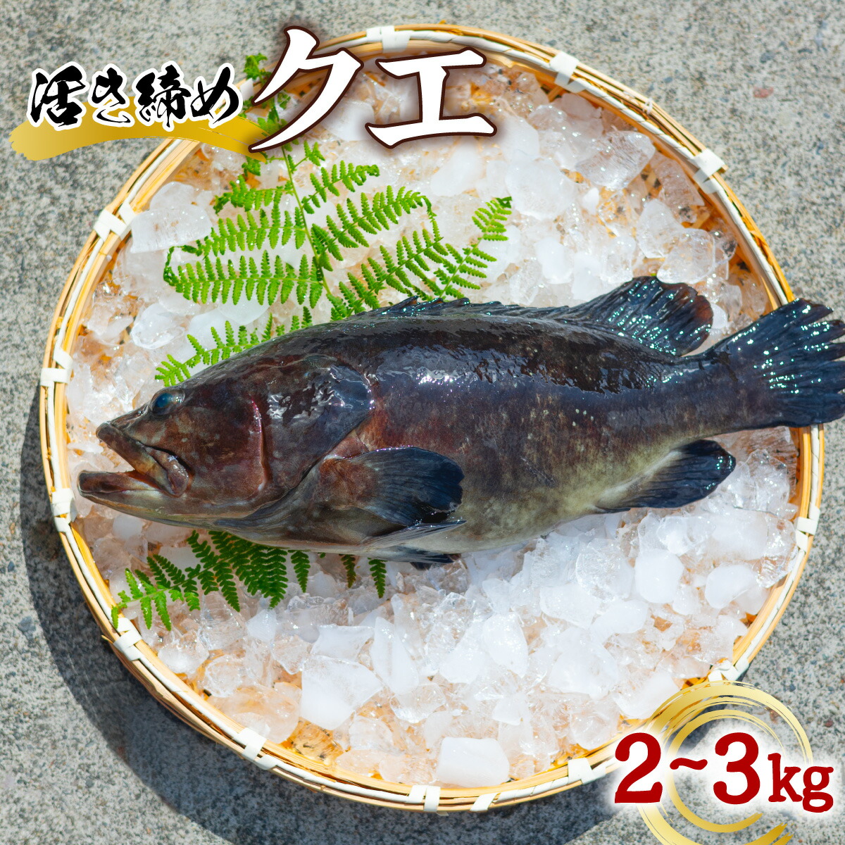 【ふるさと納税】クエ 活き締め 2～3kg 本クエ くえ アラ 鮮魚 クエ鍋 高級 高級魚 産地直送 冷蔵 養殖 国産 九絵