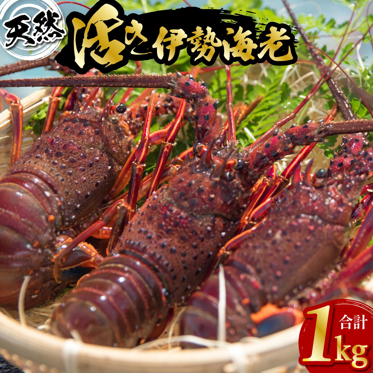 【ふるさと納税】天然 伊勢海老 1kg 活伊勢海老 厳選 産地直送 【2026年10月以降発送】|徳島県海陽町
