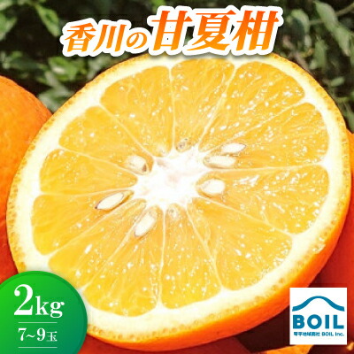 【ふるさと納税】甘夏柑　約2kg(7～9玉)【配送不可地域：離島】【1680392】