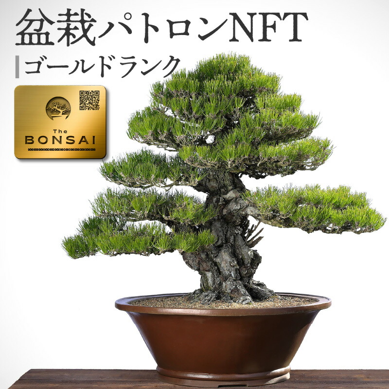 松盆栽 中型 赤松　黒松　多数在庫あり　格安 松盆栽 中型 赤松 黒松 多数在庫あり 格安 - メルカリ