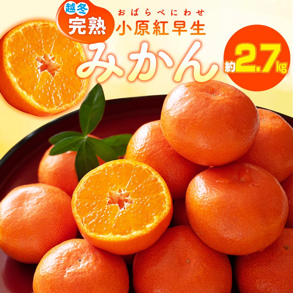 【ふるさと納税】越冬完熟小原紅早生みかん　約2.7kg【2026年1月上旬～2026年2月上旬配送】 | 果物 フルーツ デザート スイーツ 産地直送 みかん 早生みかん オリジナル品種 人気 おすすめ お取り寄せ お取り寄せグルメ