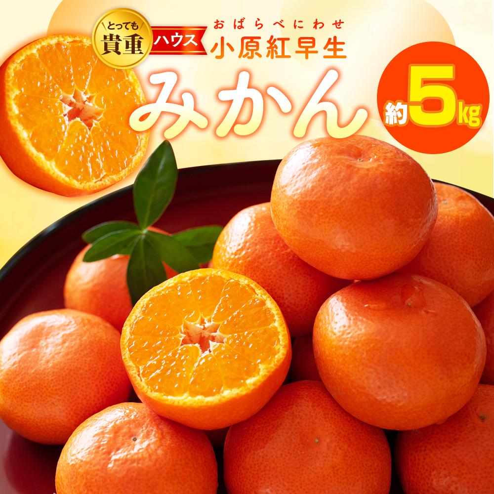 【ふるさと納税】とっても貴重　ハウス小原紅早生みかん　約1kg【2026-6月中旬～2026-8月上旬配送】 | みかん 果物 フルーツ 送料無料 産地直送 食品  柑橘 お取り寄せ 蜜柑 ミカン 香川県 高松市 高品質 濃厚 オリジナル品種 果汁 たっぷり