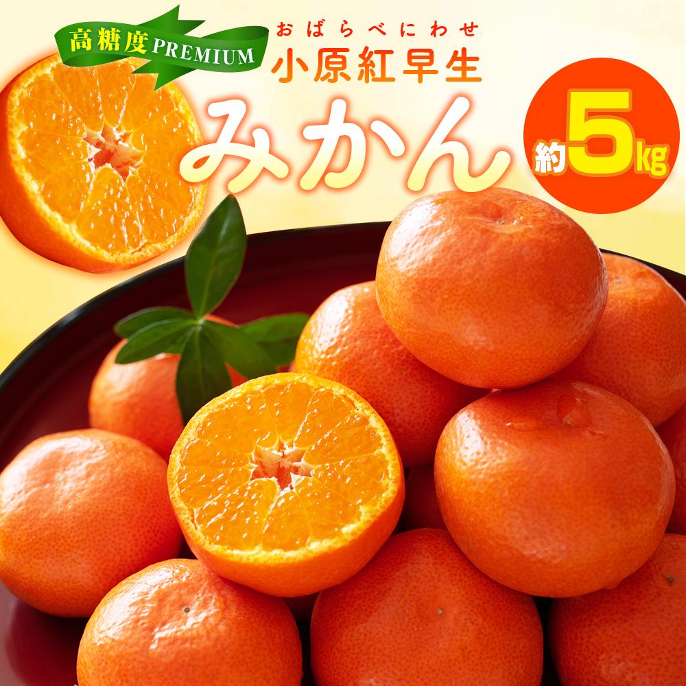 【ふるさと納税】高糖度　プレミアム小原紅早生みかん　約5kg【2025-11月中旬～2026-1月中旬配送】 | 中旬 みかん ミカン 果物 オリジナル品種 Lサイズ Sサイズ 混合 柑橘 フルーツ デザート スイーツ 産地直送