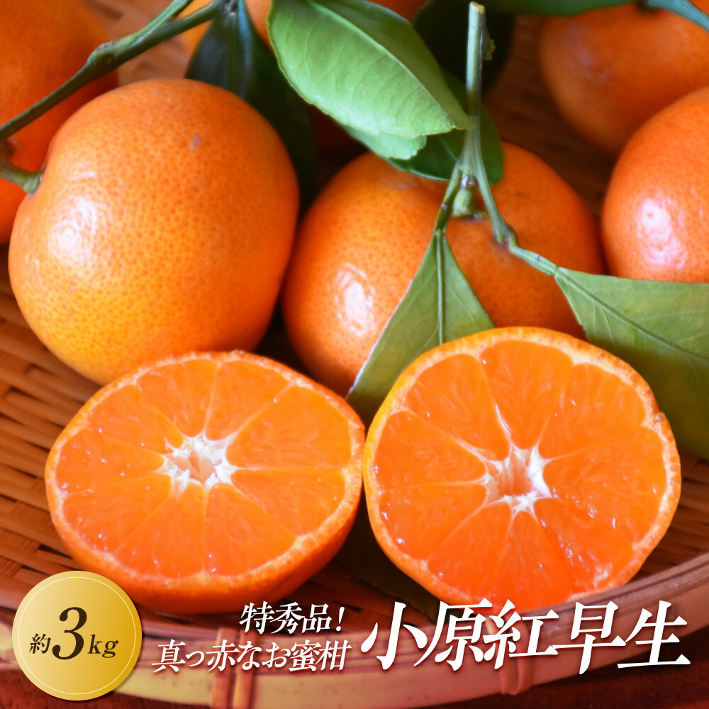 産地直送❕ 香川県産 小原紅みかん 小原紅早生みかん』約5kg【予約受付中！令和7年11月下旬より
