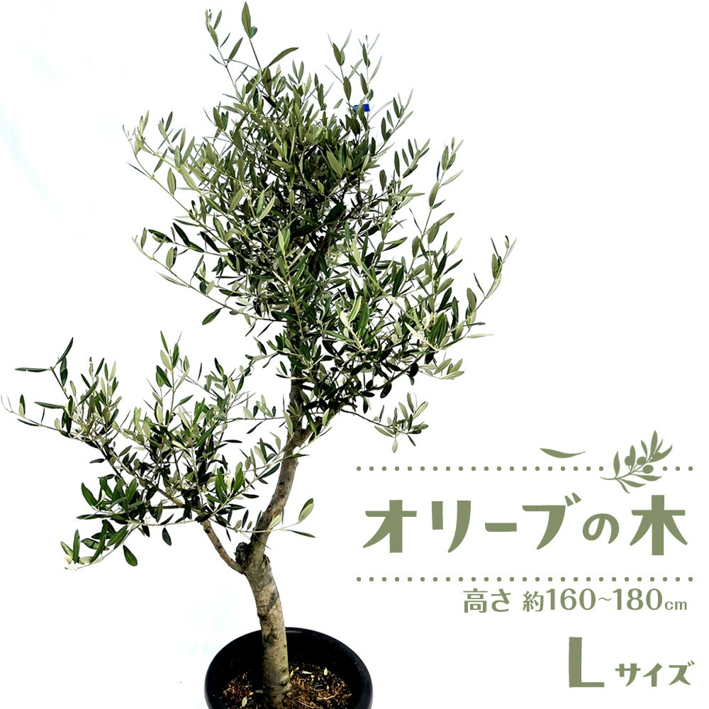 【ふるさと納税】オリーブの木 L大きさ 高さ約160～180珊 | 草木 工業プラント 若木 オリーブの木  オリーブ 観葉草木 室内装飾 貨物輸送無料 香川県 高松市