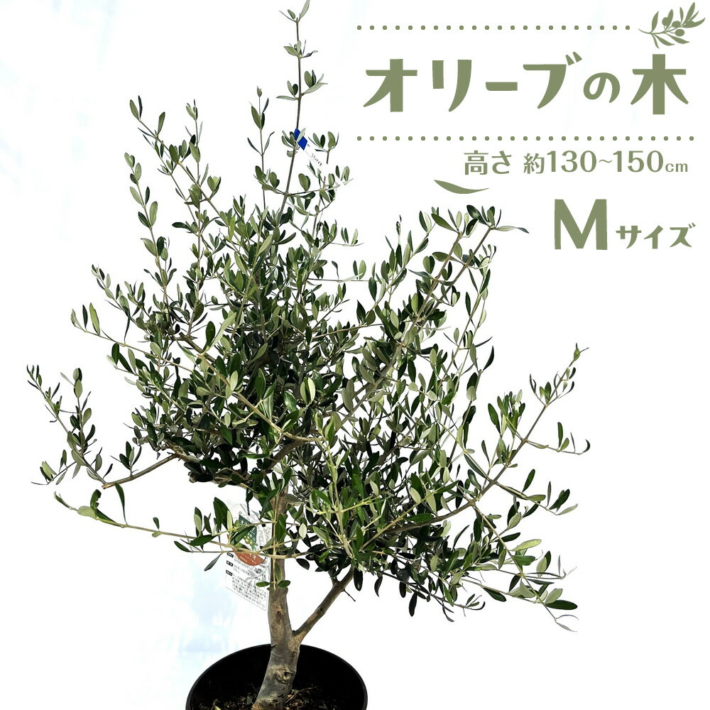【ふるさと納税】オリーブの木 M大きさ 高さ約130～150糎 | 草木 工業プラント 若木 オリーブの木  オリーブ 観葉草木 室内装飾 貨物輸送無料 香川県 高松市
