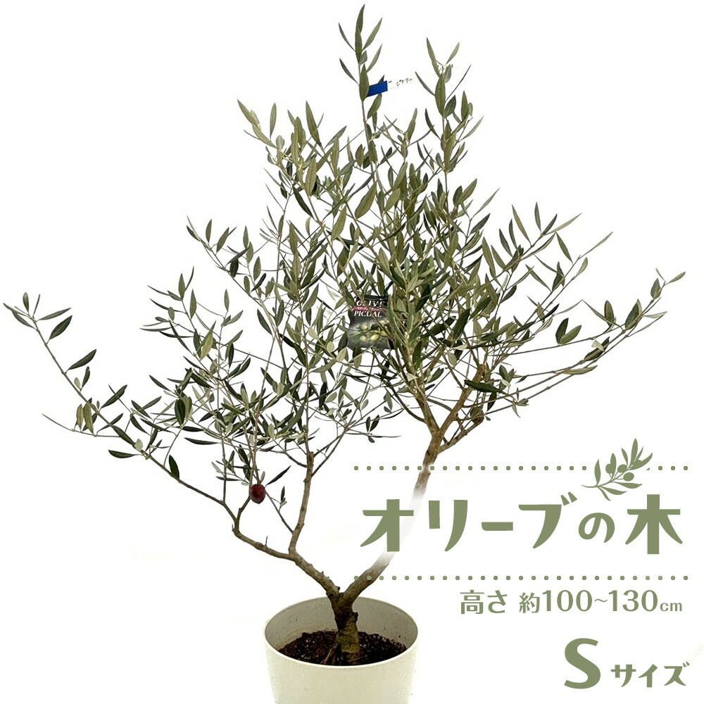 今季注目 【即日発送】  【MWGEO3CILS8】 限定デザイン