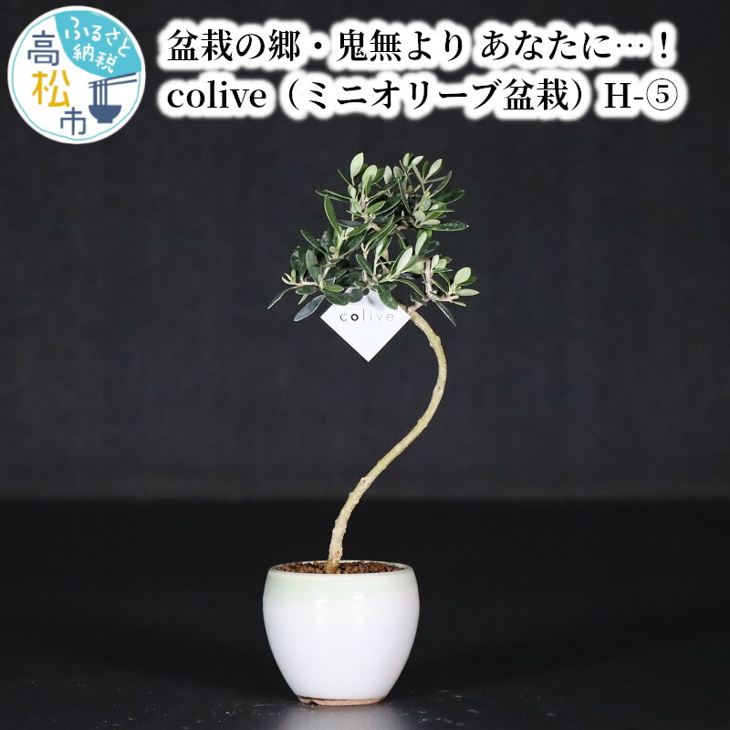 盆栽 黒松 松 樹齢 約 50年 H55cm W65cm 鉢付き S-5 戸外 室内 盆栽の郷 高松市 鬼無町 北谷植古園 お取り寄せ 趣味 栽培 観賞 癒し ギフト プレゼント 贈り物 世界のBONSAI 鬼無植木盆栽センター 送料無料