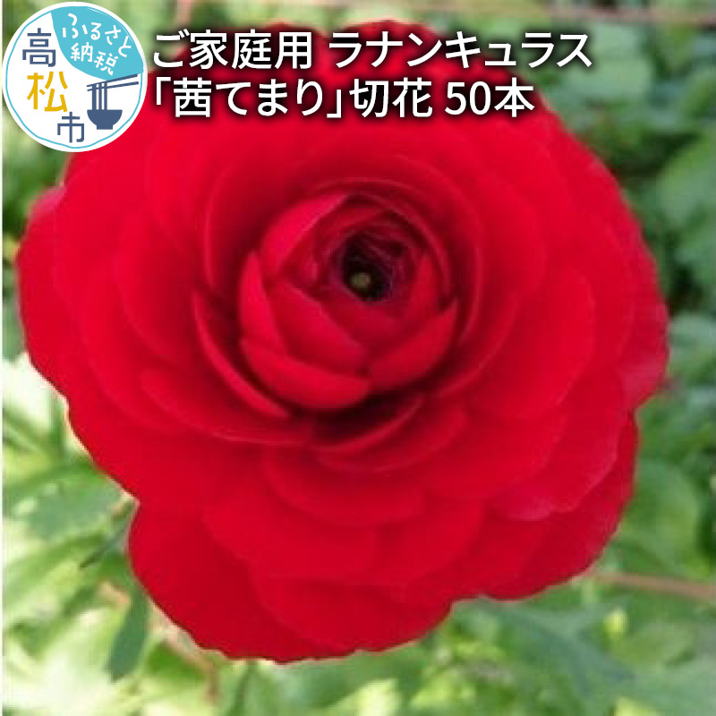 先行予約 23年 ラナンキュラス 茜てまり 切花 50本 家庭用 赤色 赤 花 フラワー 観賞用 自宅用 華やか 美しい 花びら 日持ちが良い 香川県 高松市 オリジナル品種 オリジナル 送料無料 限定価格セール