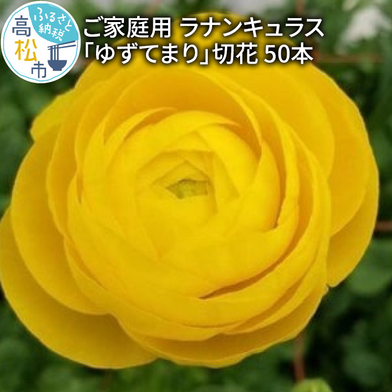 先行予約 23年 ラナンキュラス ゆずてまり 切花 50本 家庭用 花 フラワー 花びら 自宅用 美しい 上品 香川県 高松市 オリジナル品種 オリジナル 日持ちが良い 黄色 ビタミンカラー 送料無料 お見舞い