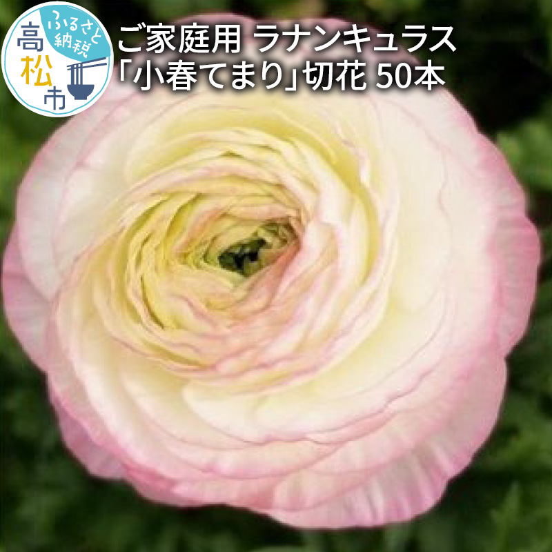 先行予約 23年 ラナンキュラス 小春てまり 切花 50本 家庭用 白地 ピンクの縁 花 フラワー 花びら自宅用 美しい 上品 日持ちが良い 香川県 高松市 オリジナル品種 オリジナル 送料無料 ディスカウント