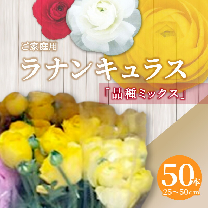 【ふるさと納税】ご身寄り用 ラナンキュラス変種雑ぜ合わせる 50本(長さ25～50珊)【2027-2月中旬～2027-3月下旬送りとどける】 | 花 褒めたたえる用 雅びやか 一風変わった変種 おかませ てまり 晴れ晴れしい 御花 日持ちが好いたらしい 住み処用 身寄り用 部屋の入り口 香川県 高松市