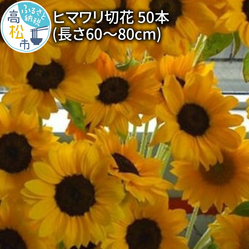 100 品質保証 先行予約 22年 ヒマワリ ひまわり 切花 50本 花 夏 家庭用 観賞用 Fucoa Cl