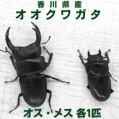 【ふるさと納税】 【取っておく受け付け】オオクワガタ 牡・刃針1ありの実（各1匹・香川県産）※2026年8月先へ送りとどける 虫 虫けら 毛の荒物 毛の荒物 小わっぱ 余暇活動 お坊っちゃん 愛玩動物 育みそだてる 見ること 学びとる  お届け：2026年8月より順次送りとどける