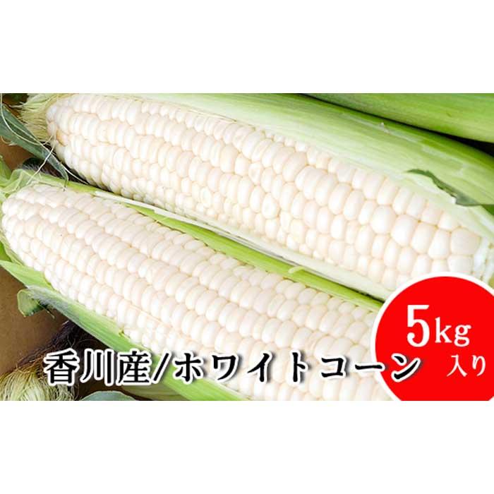 【ふるさと納税】とうもろこし まるでフルーツと名高いのホワイトコーン！ 5kg 秀品 限定300セット！坂出市産【先行予約：2025年6月上旬～順次発送】 | 香川 四国 楽天ふるさと 納税 返礼品 お取り寄せグルメ 取り寄せ グルメ ホワイトコーン とうもろこし トウモロコシ