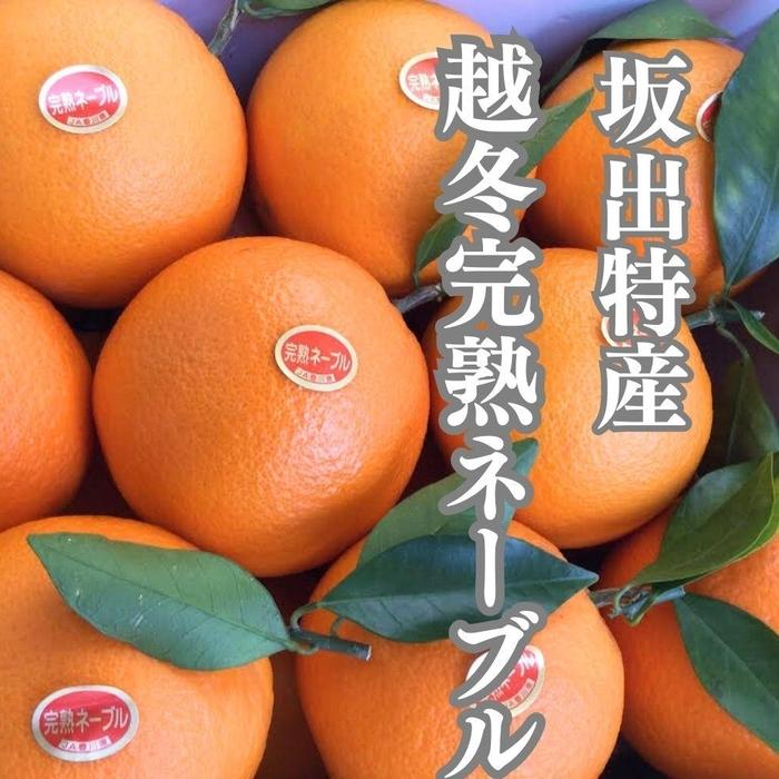 【ふるさと納税】越冬完熟袋掛けネーブル 約5kg （15～20個入り） | フルーツ 果物 くだもの 食品 人気 おすすめ 送料無料