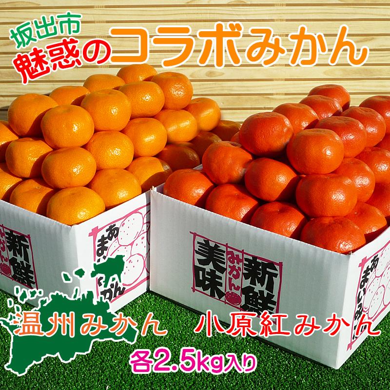 【ふるさと納税】小原紅早生 & 完熟温州 セット 約5kg ( 小原紅早生みかん約2.5kg & 完熟温州みかん約2.5kg ) S ～ Lサイズ ｜ みかん | フルーツ 果物 くだもの 食品 人気 おすすめ 送料無料