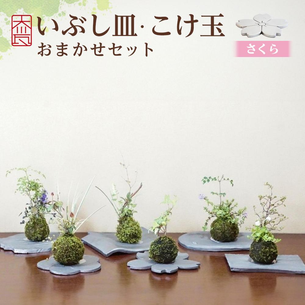 【ふるさと納税】いぶし皿（さくら）・こけ玉おまかせ 書き割り