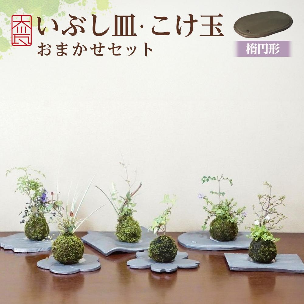 【ふるさと納税】いぶし皿（楕円面形）・こけ玉おまかせ 書き割り