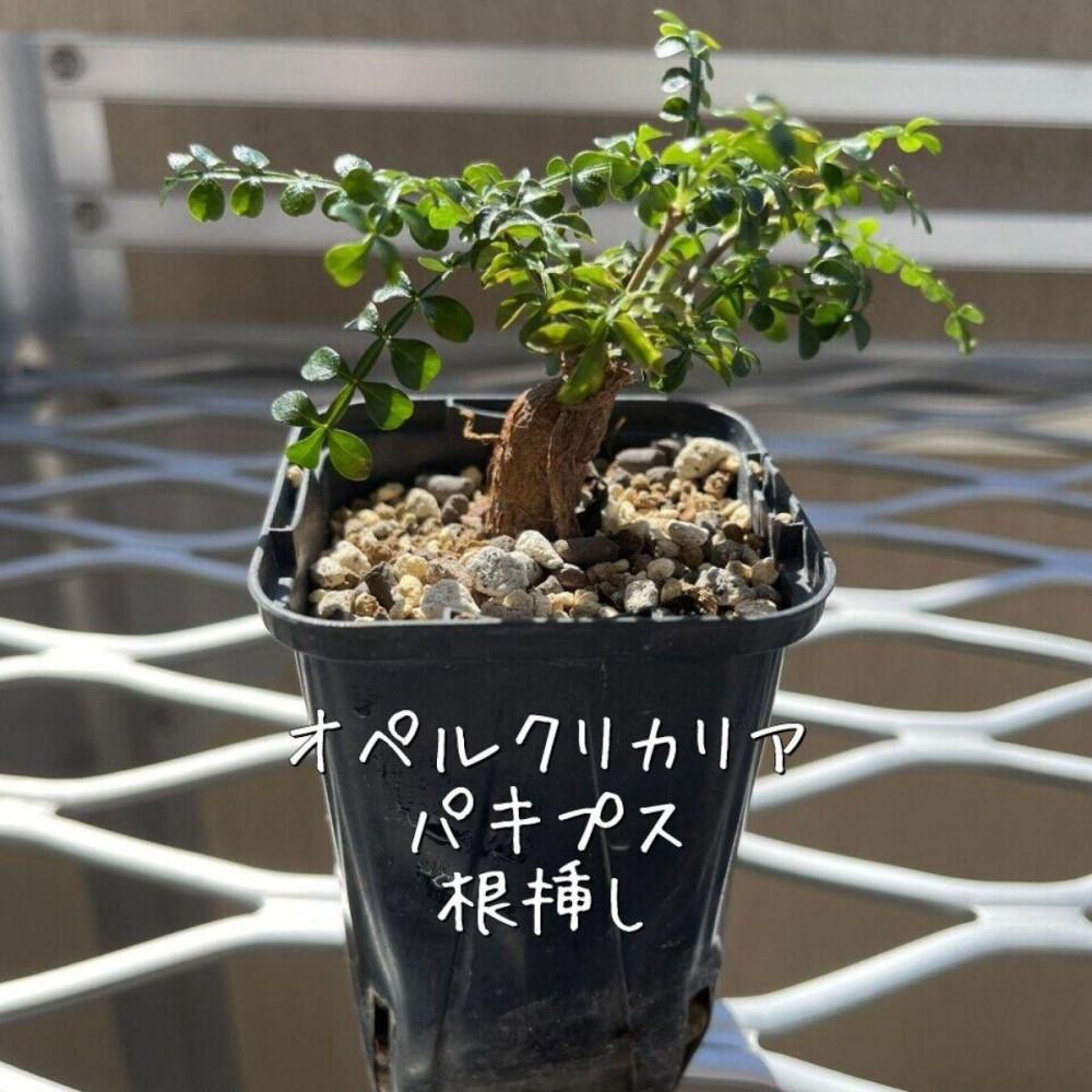 オペルクリカリア　パキプス　根上げ仕立て オペルクリカリア パキプス 根上げ仕立て - メルカリ