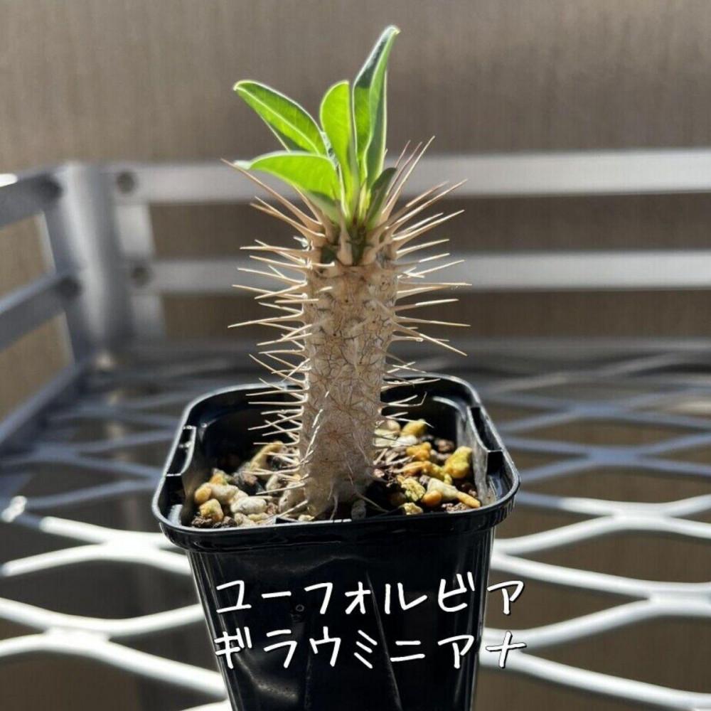 楽天市場】多肉植物 caユーフォルビア ギラウミニアナ 実生 多肉