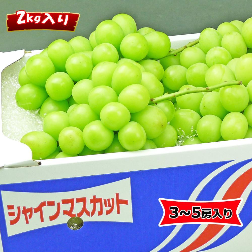 楽天市場】【ふるさと納税】《2026年発送》特秀品シャインマスカット1kgの詰め合わせ【数量限定】 | 香川県 坂出市 香川 四国 返礼品  お取り寄せグルメ 取り寄せ グルメ 食品 フルーツ 果物 くだもの シャインマスカット ぶどう ブドウ 葡萄 自宅用 家庭用 お取り寄せ ...