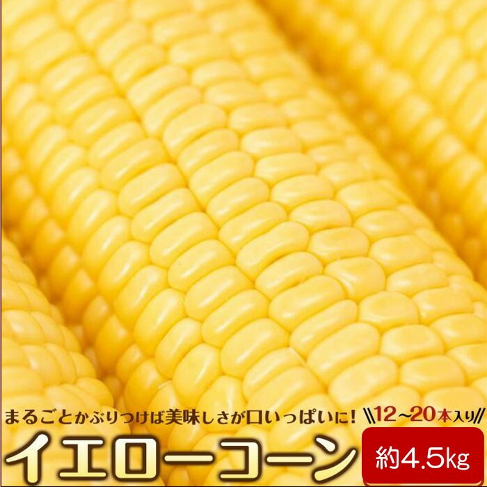 【ふるさと納税】＜2026年6月中旬以降発送・先行予約＞とうもろこし イエローコーン 約4.5kg ( 12 ～ 20本 ) | 野菜 やさい 食品 人気 おすすめ 送料無料