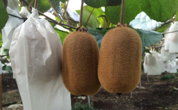 楽天市場 ふるさと納税 香川県オリジナルキウイ 香緑 こうりょく 約3kg 果実 きうい 甘い 讃岐 フルーツ 果物詰合せ フルーツ お届け 年11月下旬 21年1月下旬 香川県観音寺市