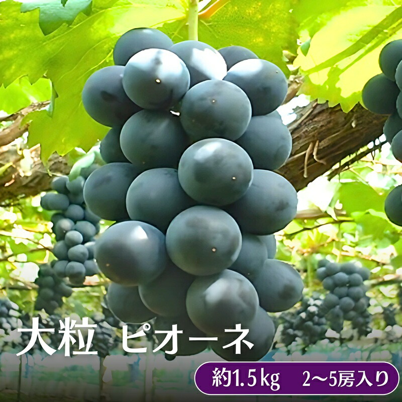 【ふるさと納税】大粒 ピオーネ 約1.5kg ぶどう  フルーツ 果物 　お届け：2025年８月下旬～９月中旬