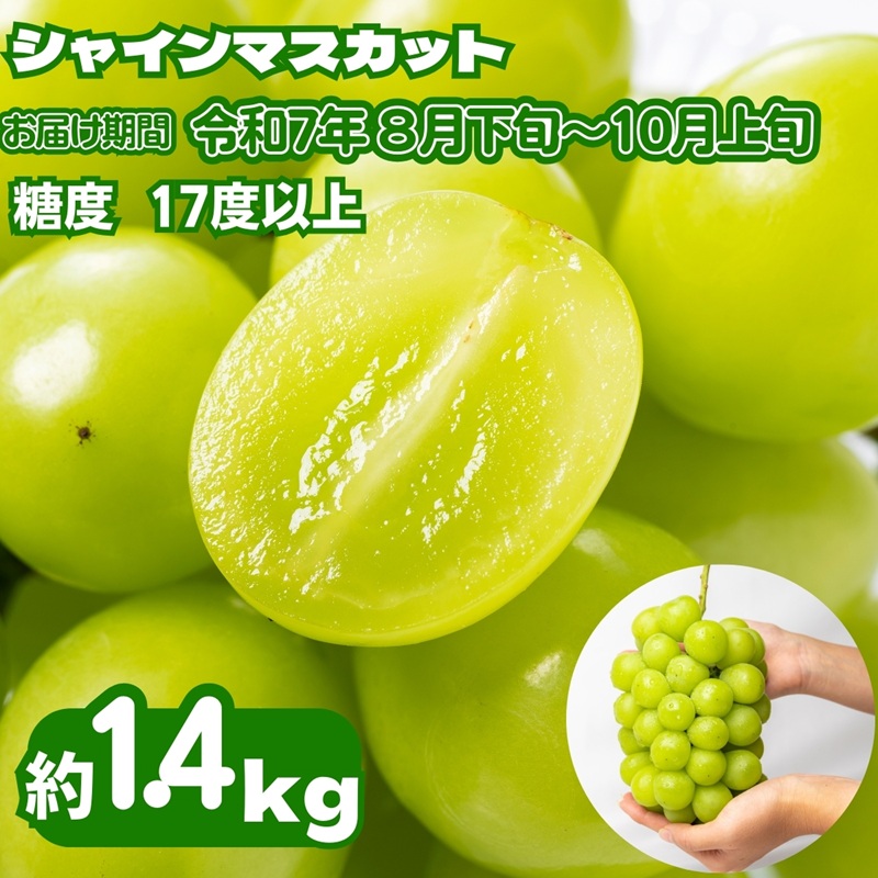 【ふるさと納税】《鮮度抜群》シャインマスカット 約1.4kg 2～4房入り ぶどう 香川県産 種なし 果物 葡萄 フルーツ 甘い 送料無料 冷蔵 期間限定 年内発送 おいしい 高評価 採れたて 産地厳選 大人気 産直 　お届け：2025年８月下旬～10月上旬